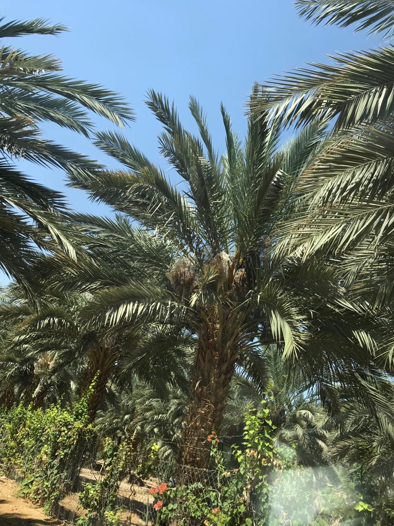 סכך כפות תמרים משובח