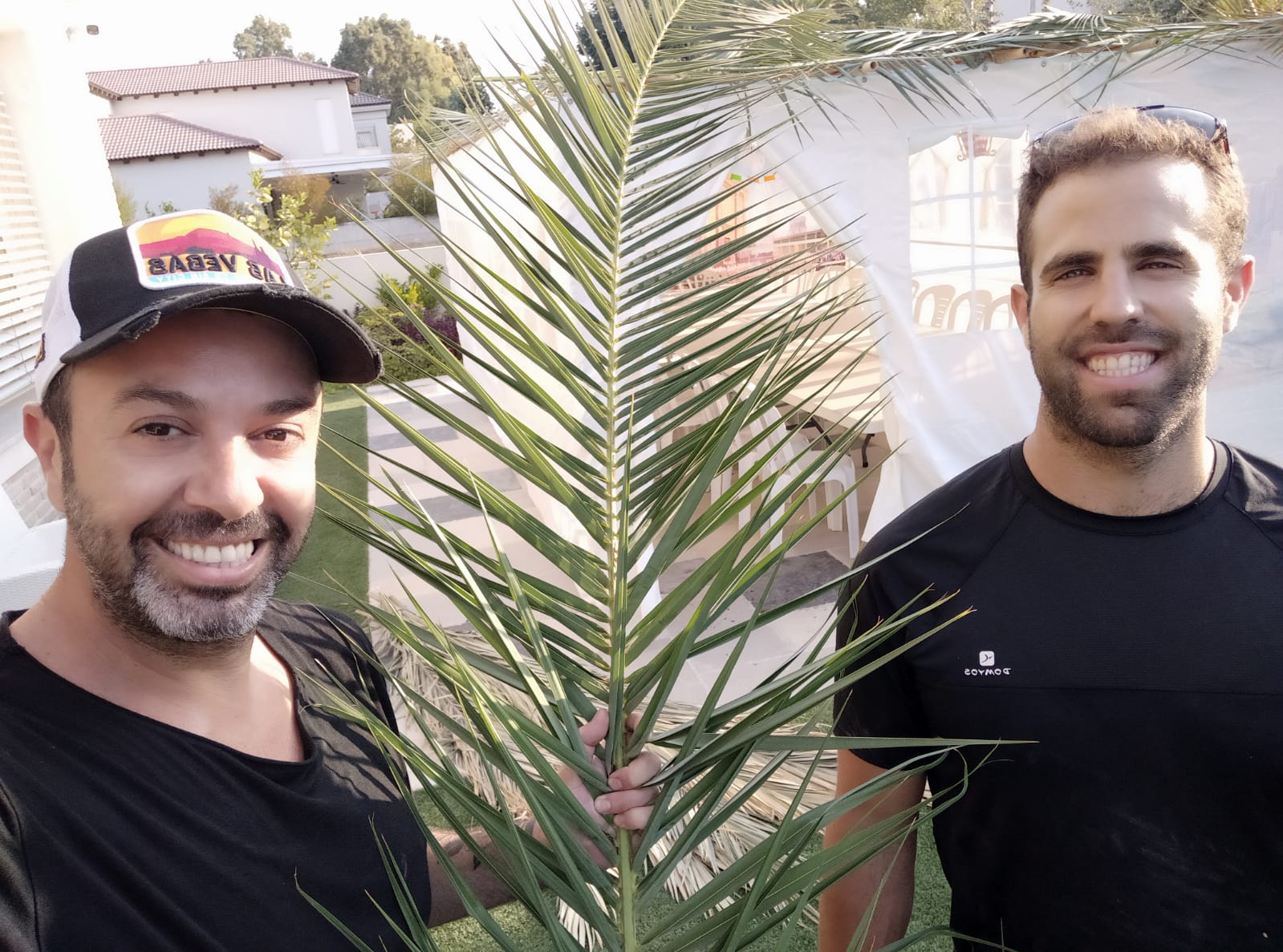 סכך כפות תמרים משובח